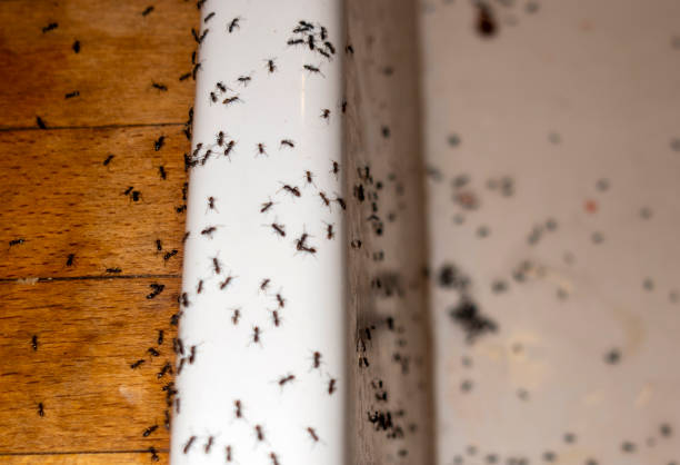 Professional Pest Control in West Terre Haute, IN