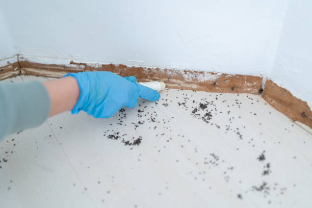 Best Bed Bug Extermination  in West Terre Haute, IN